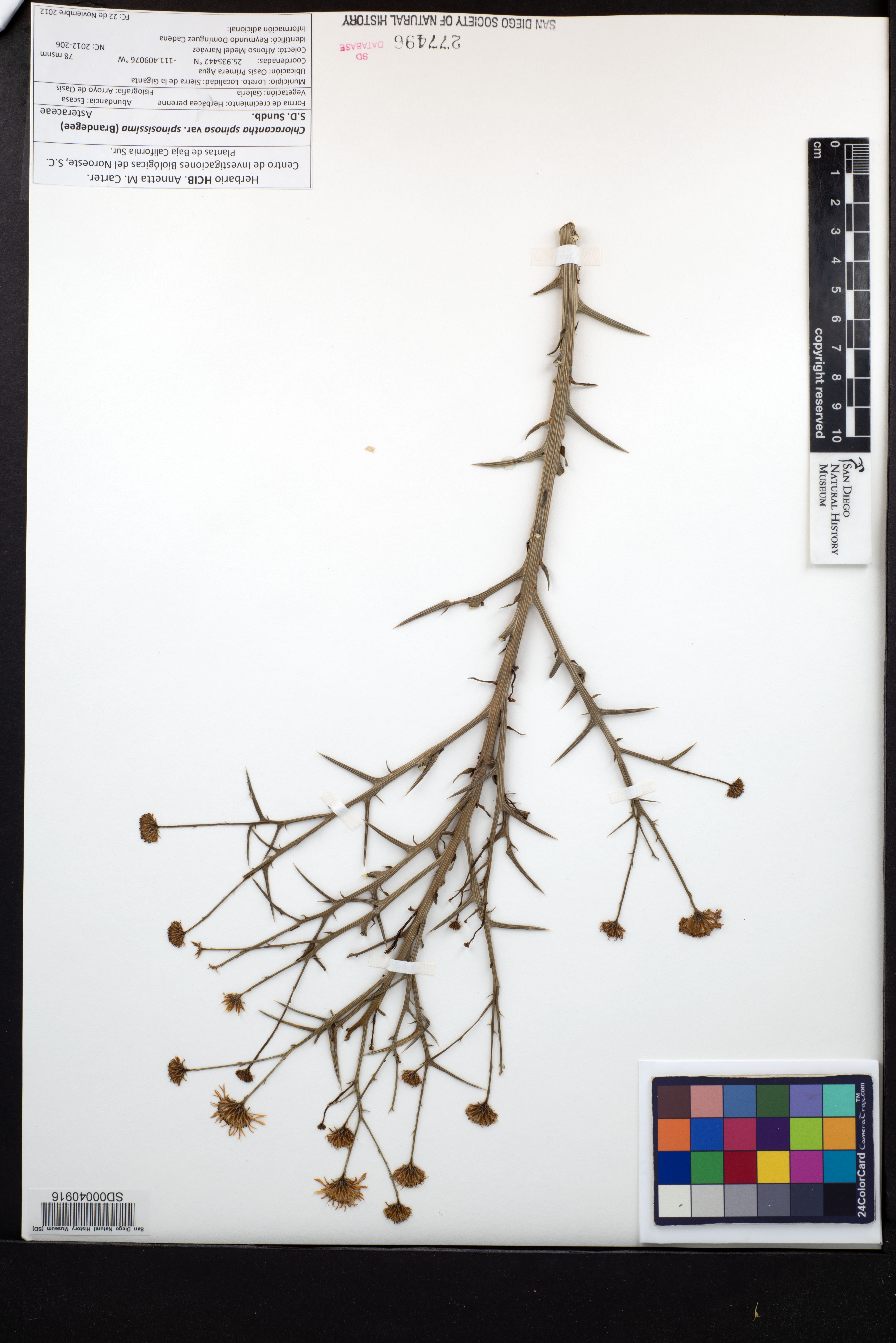 Chloracantha spinosa var. spinosissima image
