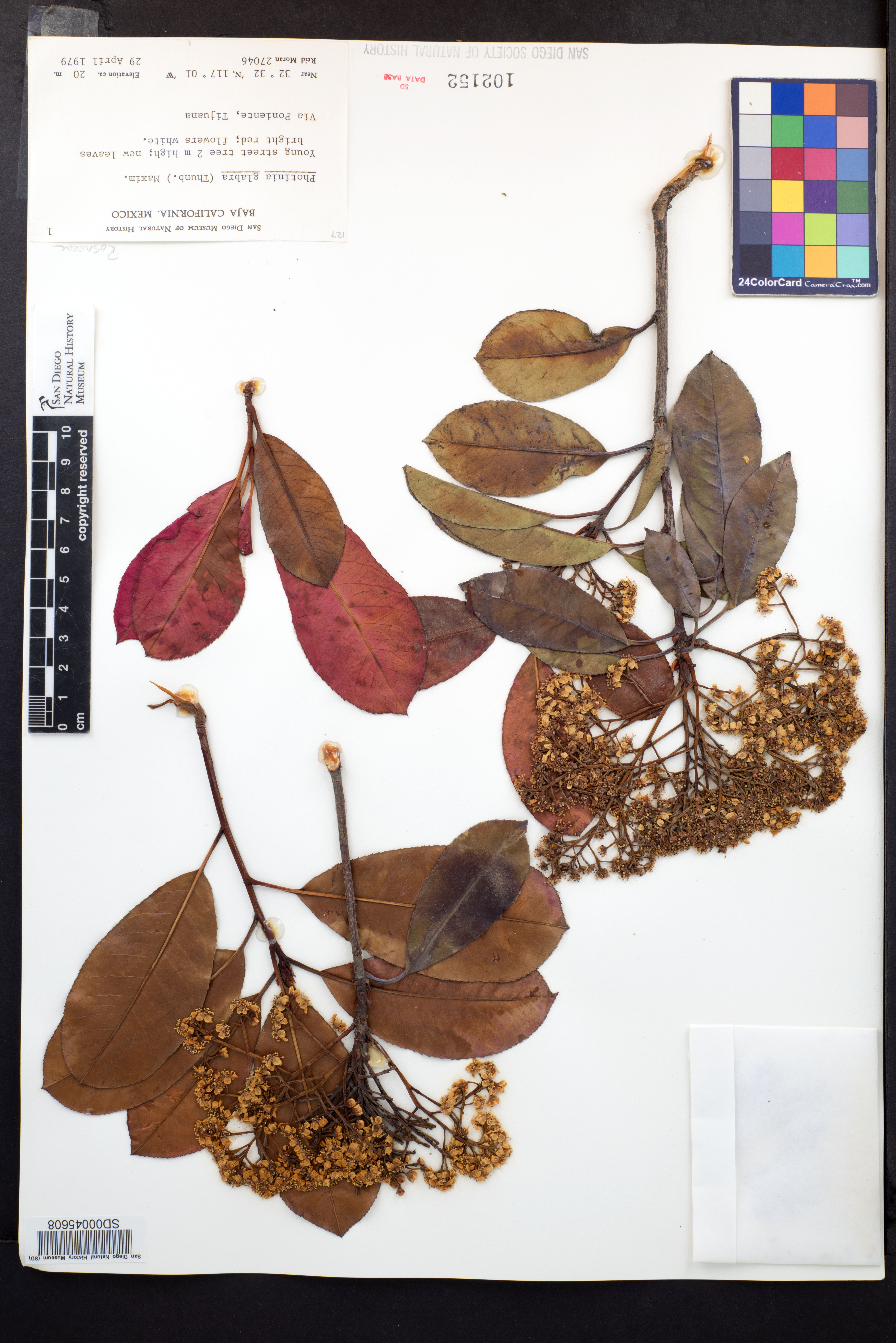 Photinia glabra image