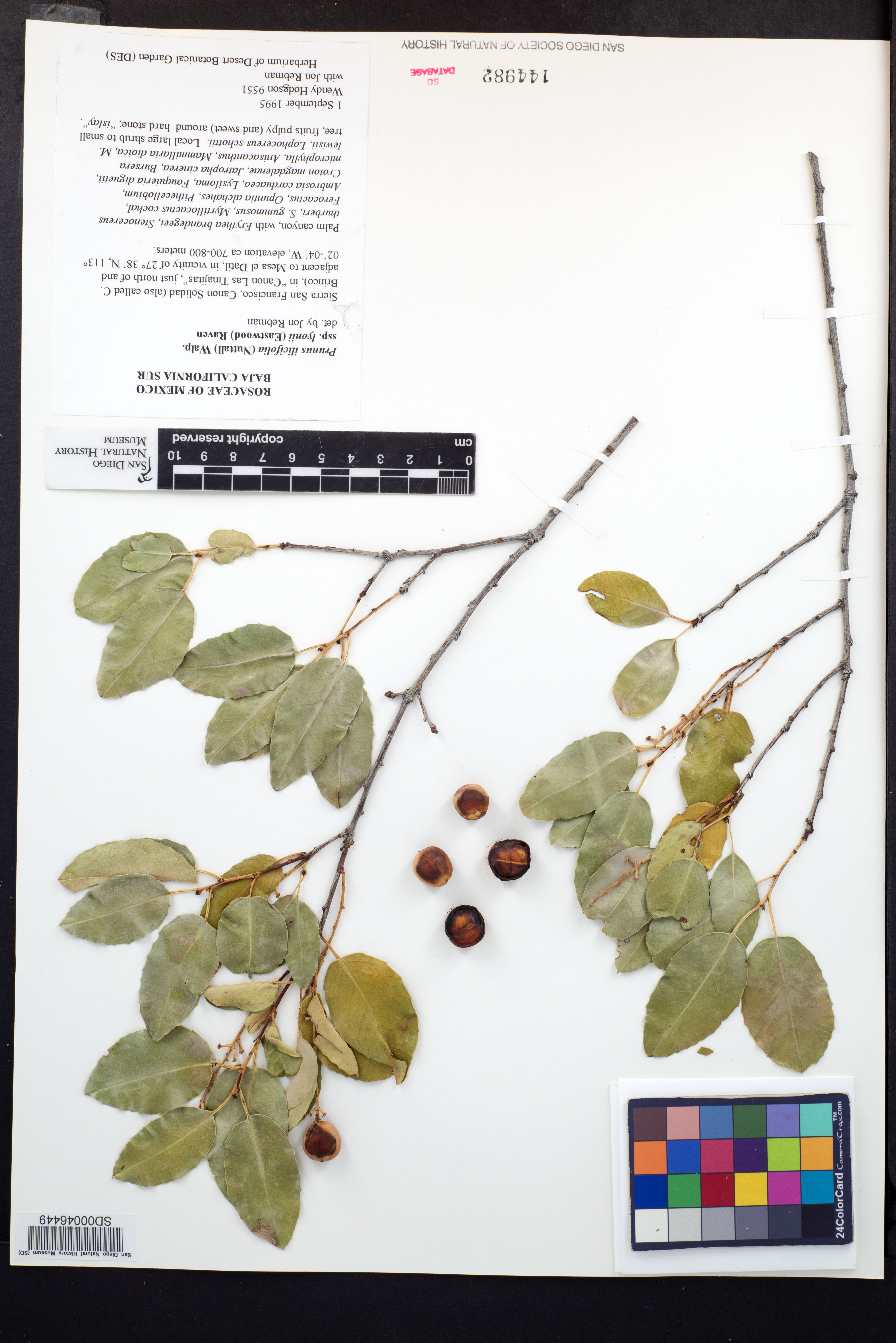 Prunus lyonii image