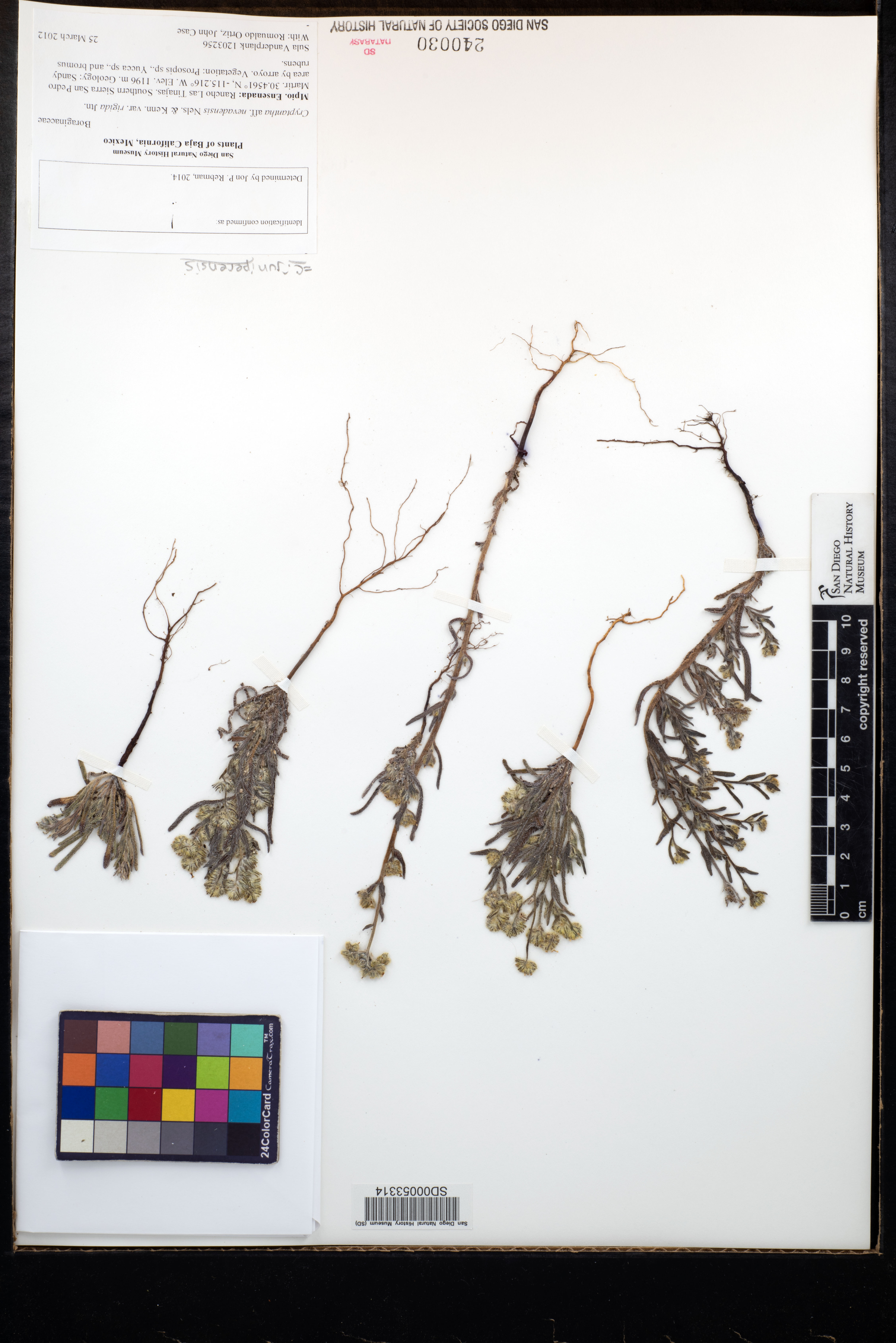 Cryptantha juniperensis image