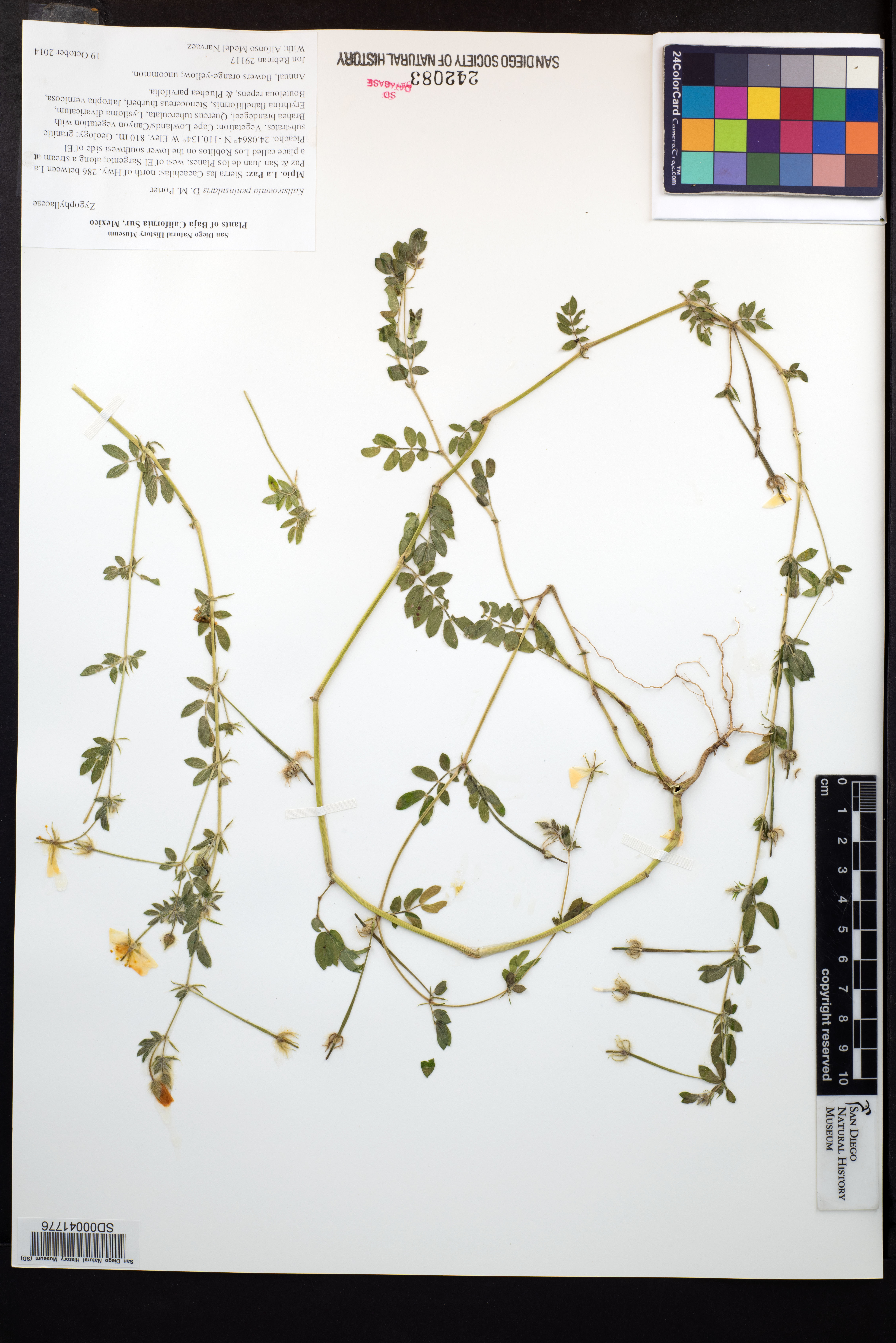 Kallstroemia peninsularis image