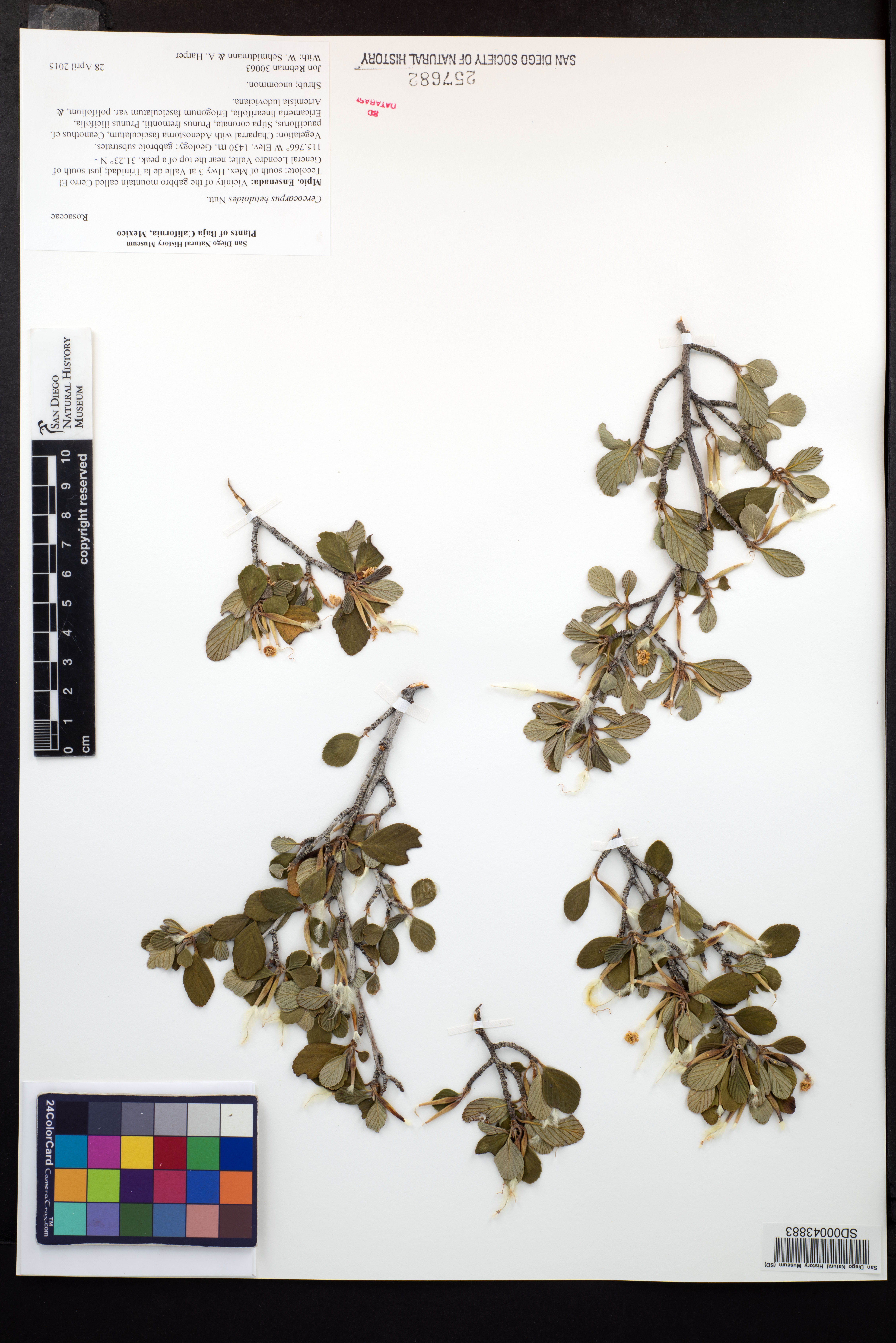 Cercocarpus montanus var. glaber image