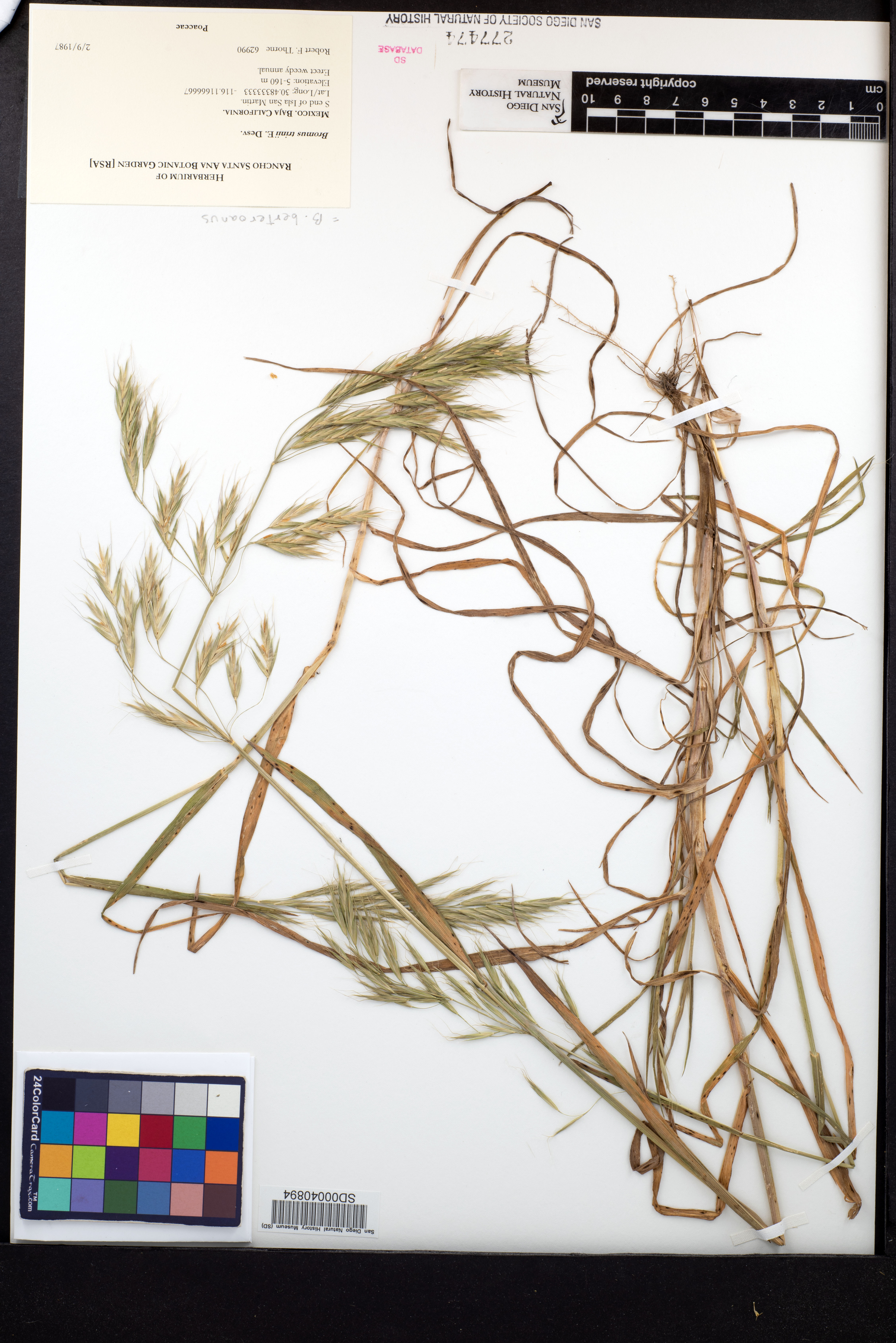 Bromus berteroanus image