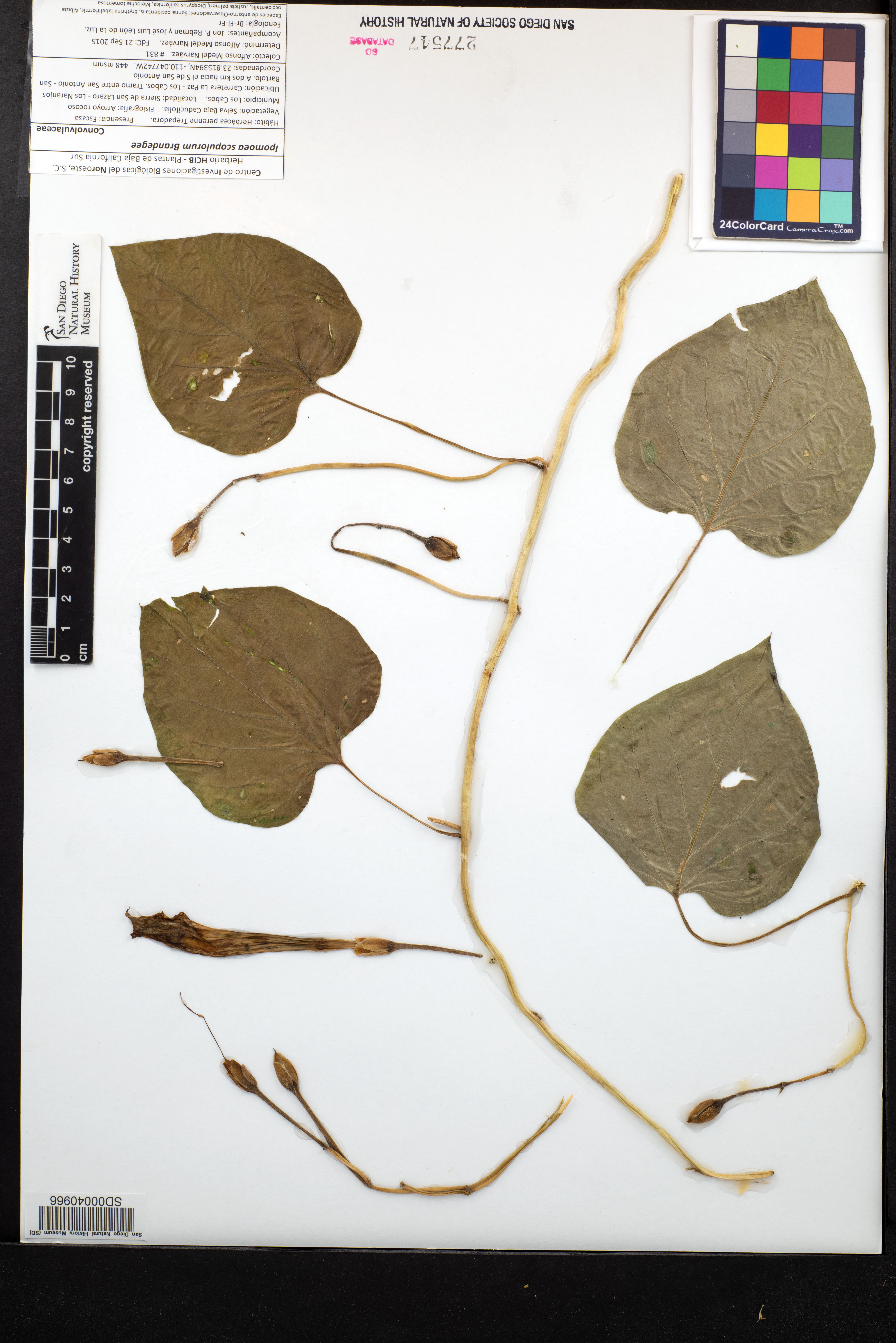 Ipomoea scopulorum image