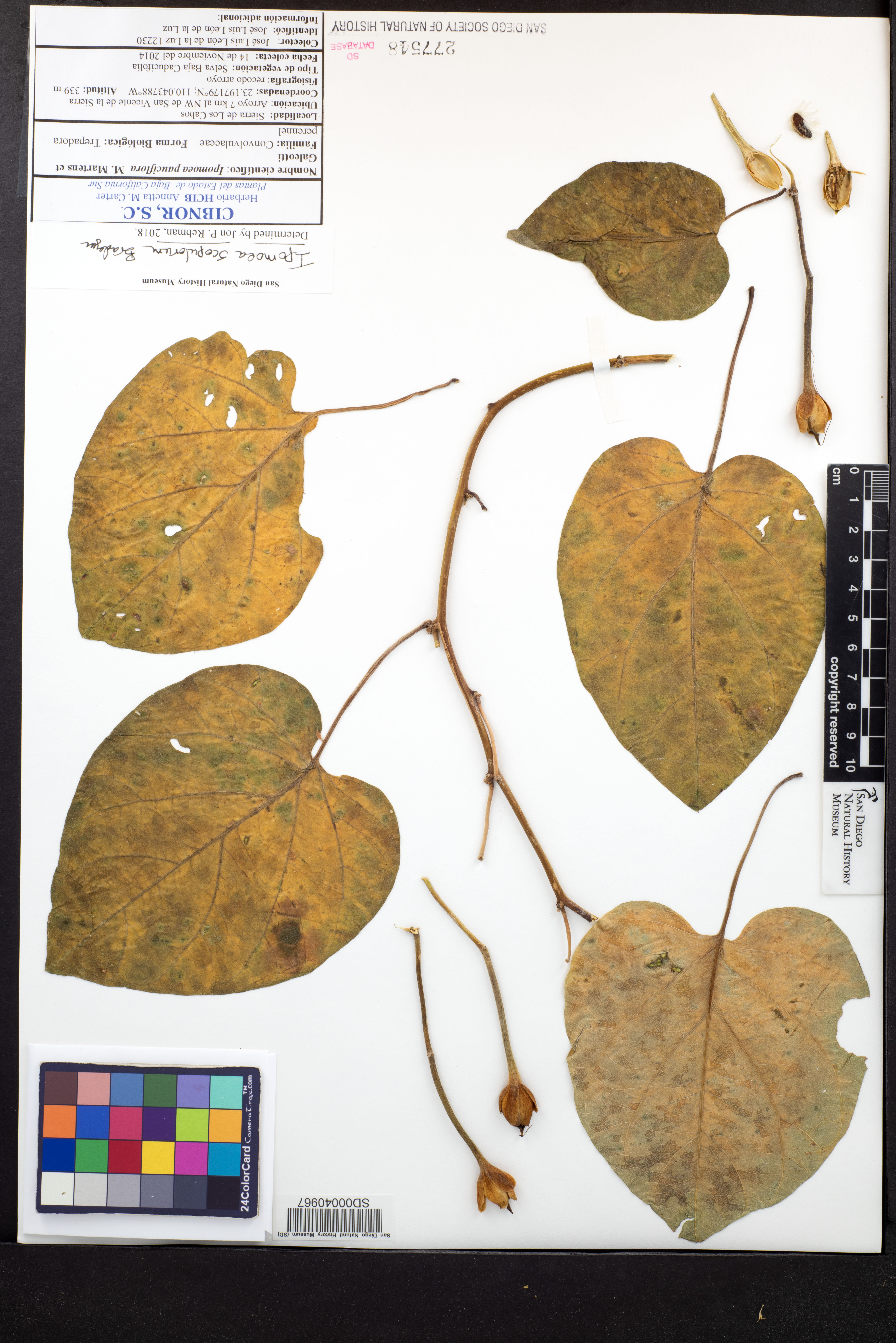 Ipomoea scopulorum image