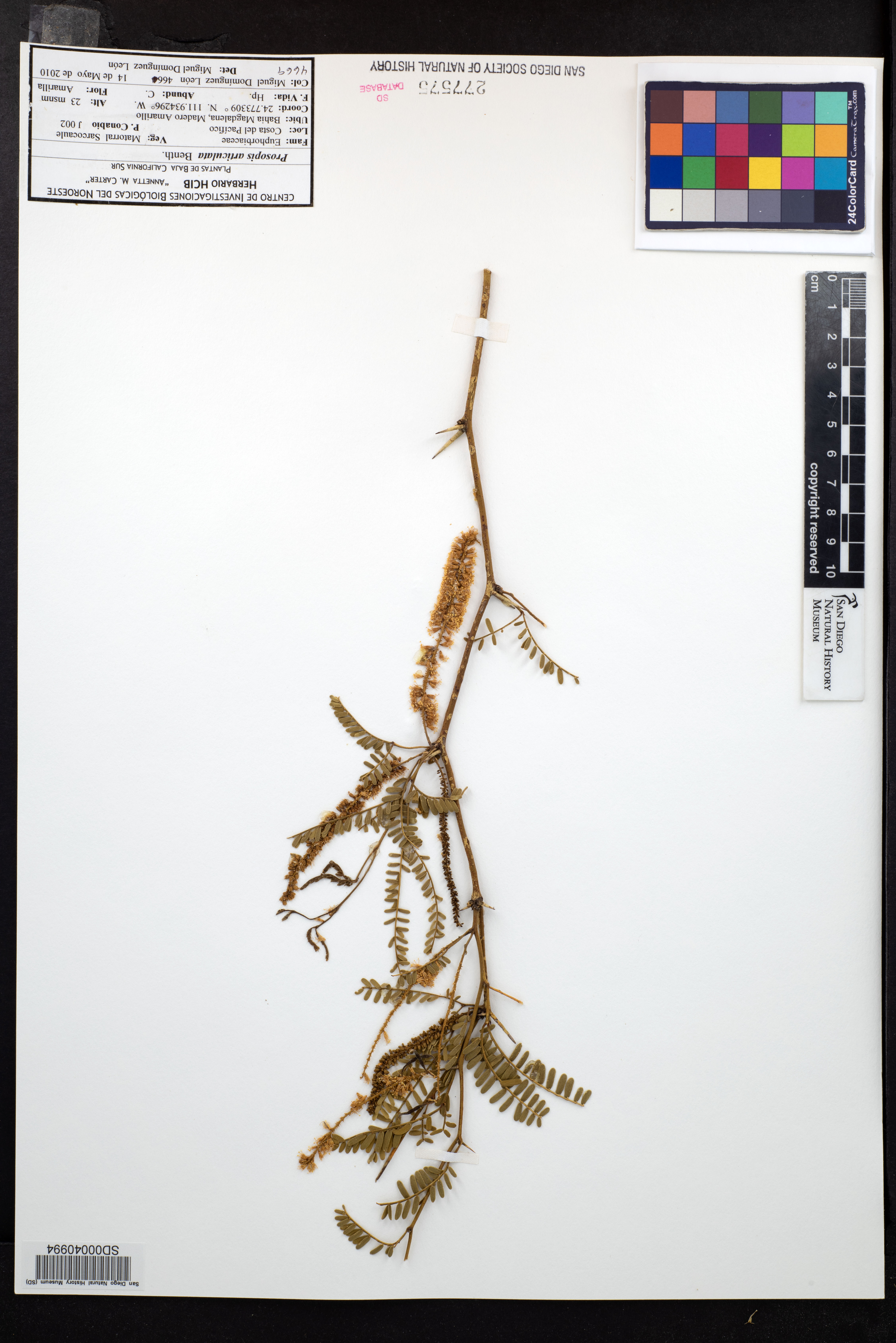 Prosopis articulata image