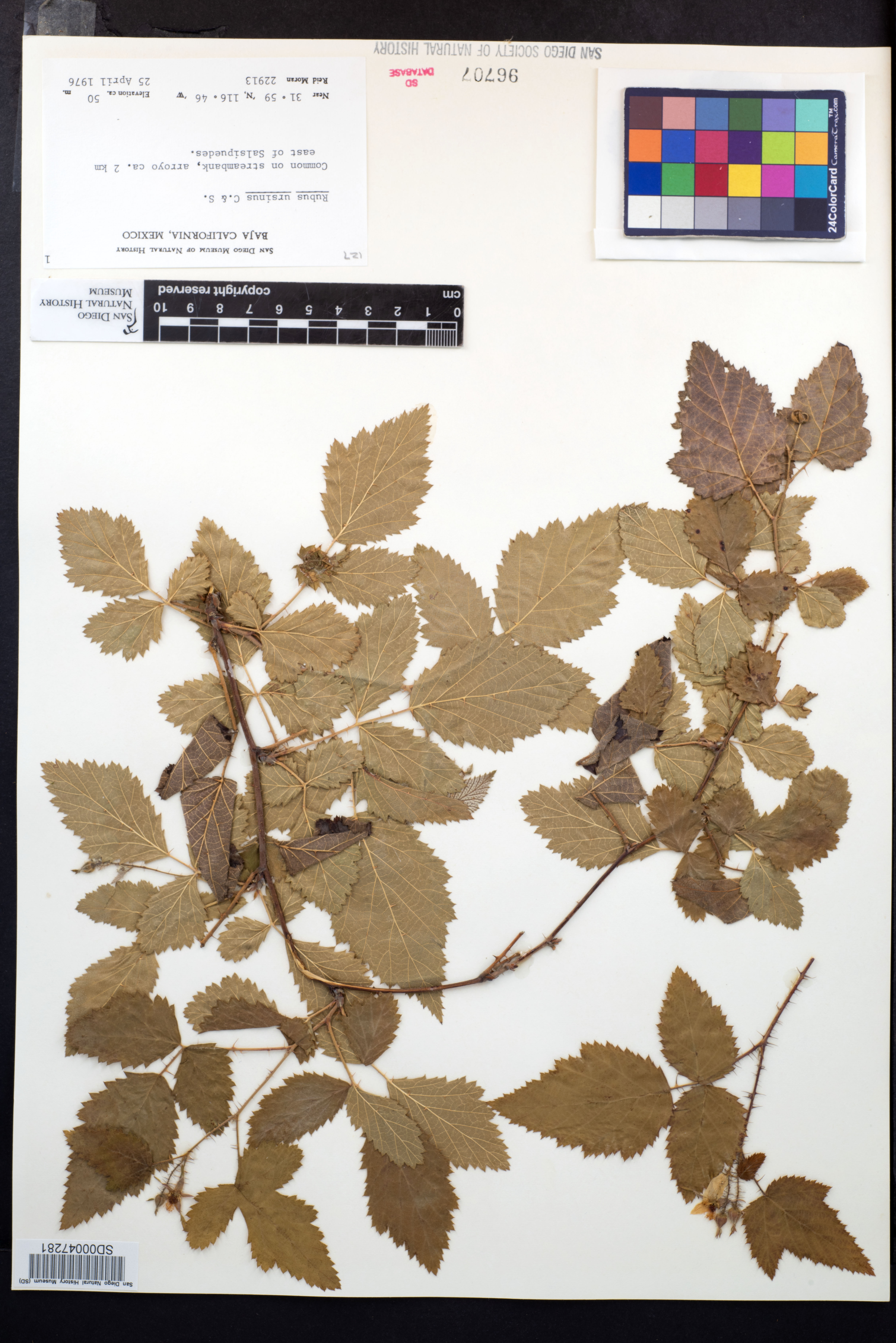 Rubus ursinus image