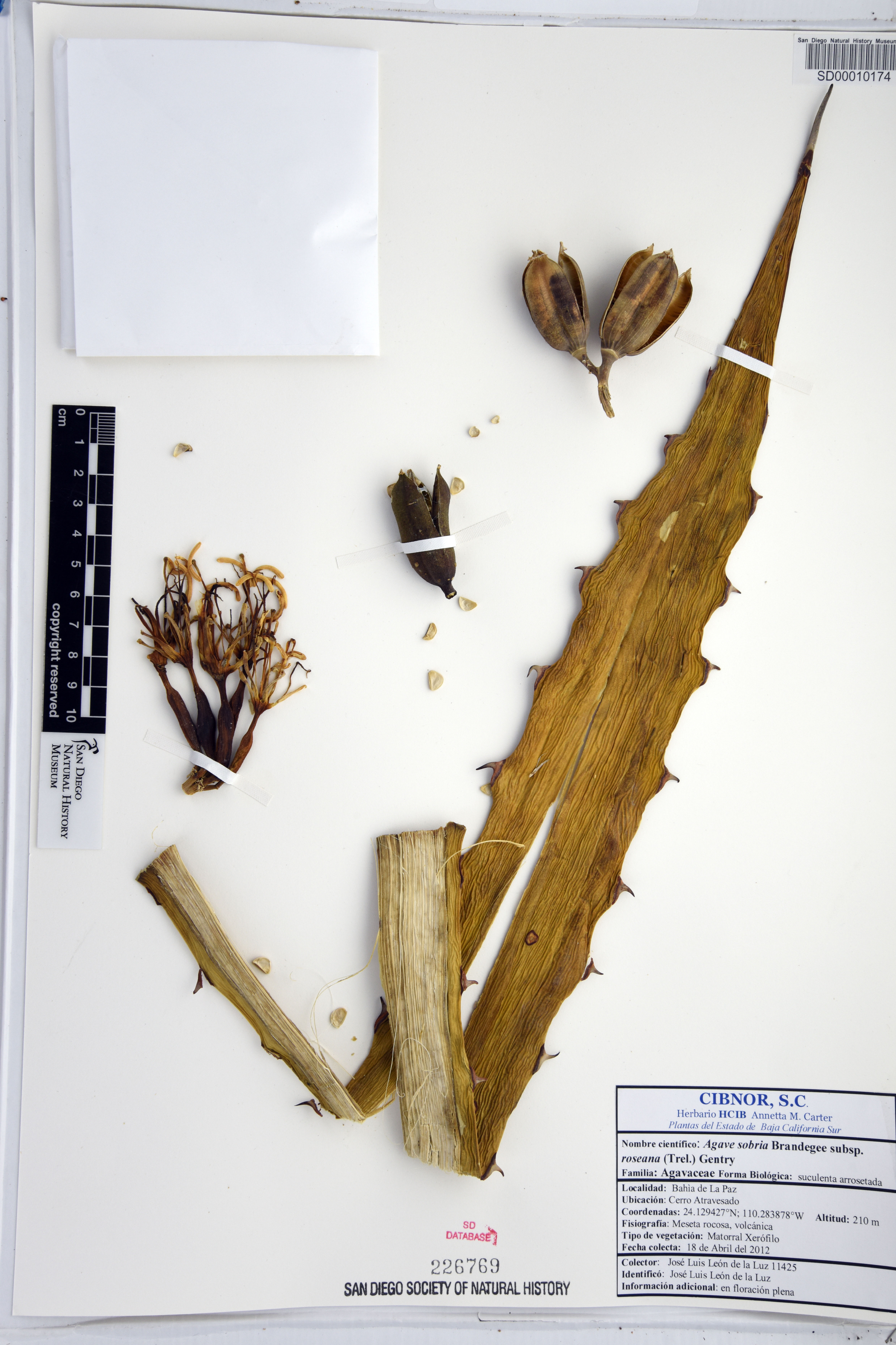 Agave sobria subsp. roseana image