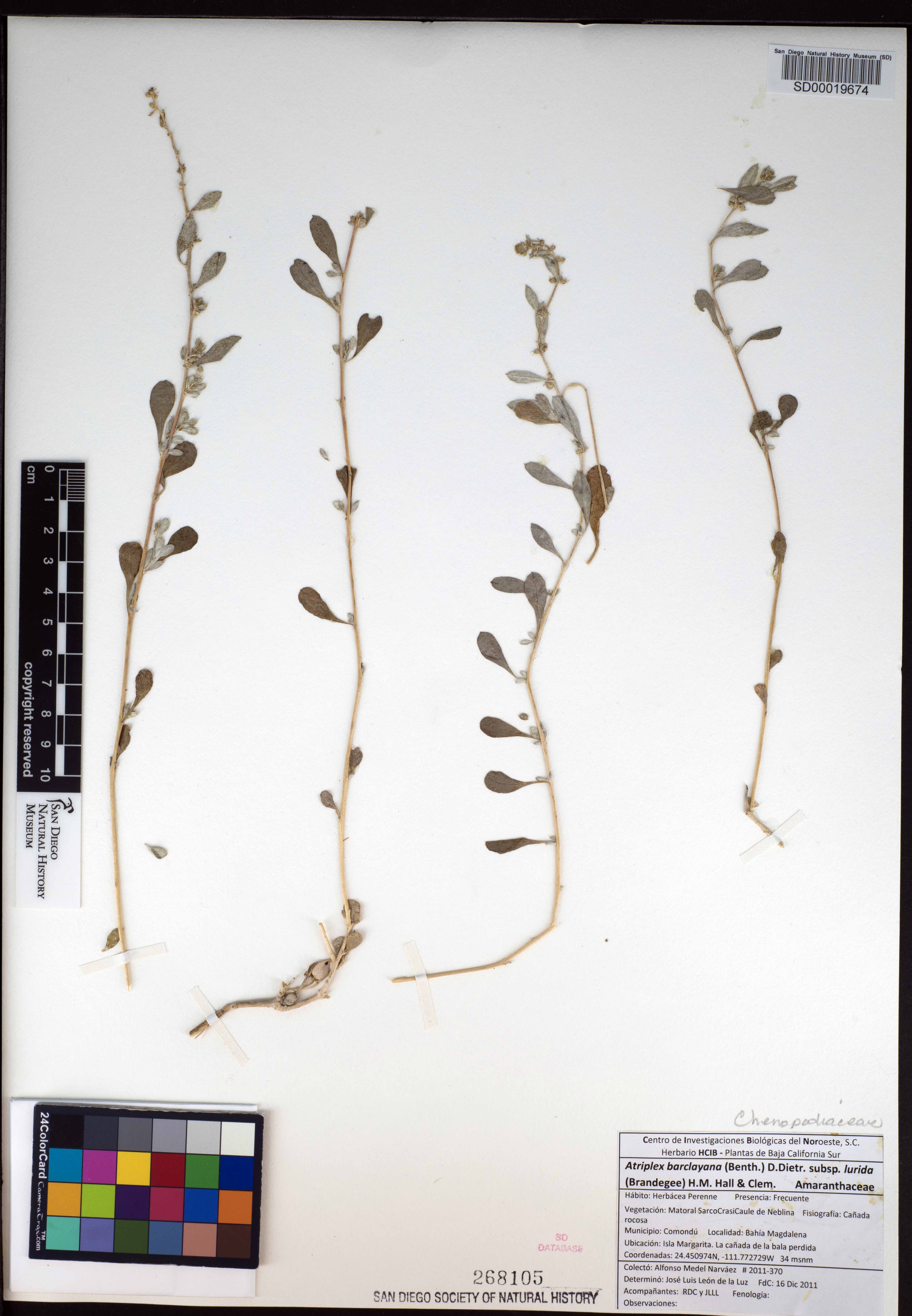 Atriplex barclayana subsp. lurida image