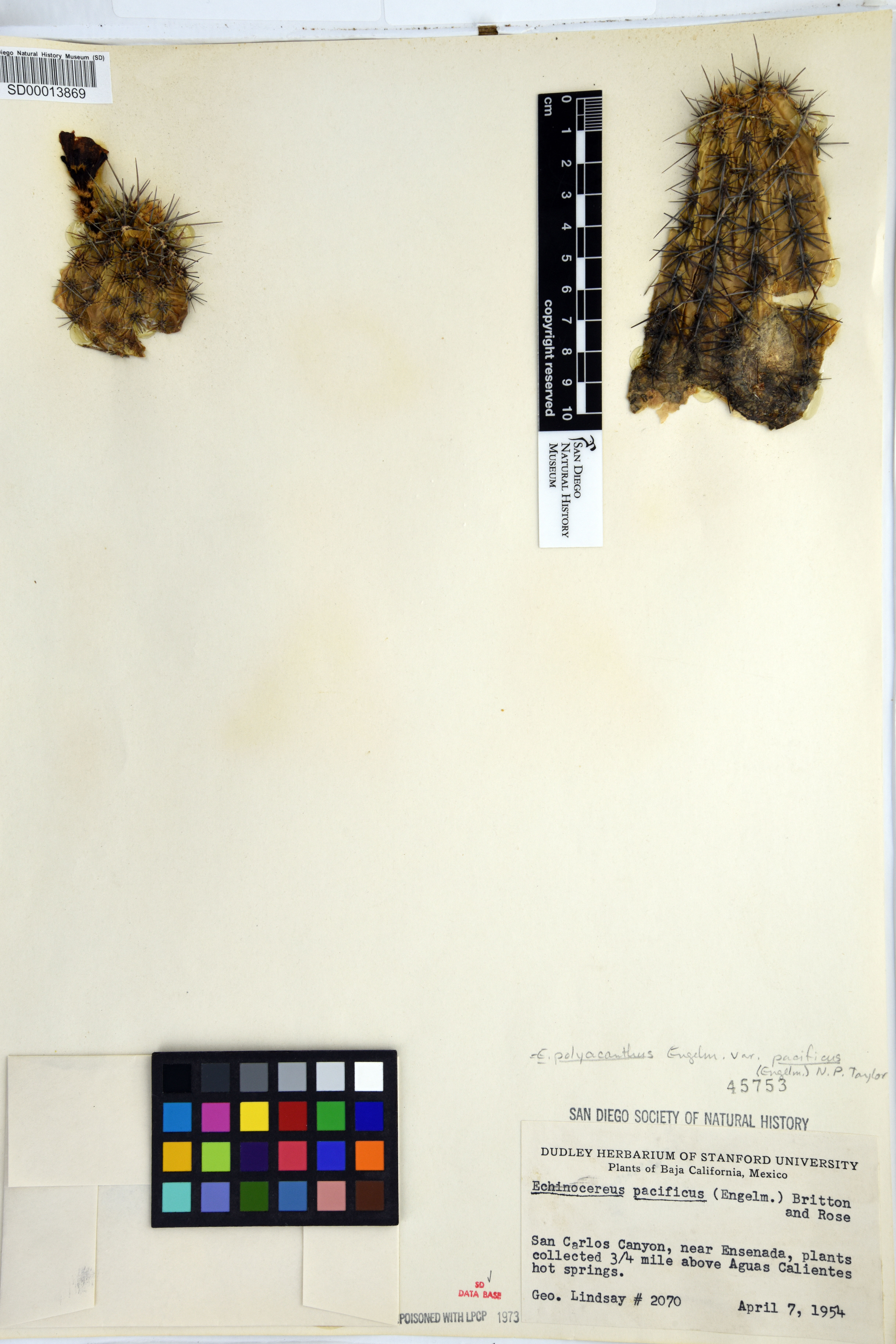 Echinocereus polyacanthus var. pacificus image