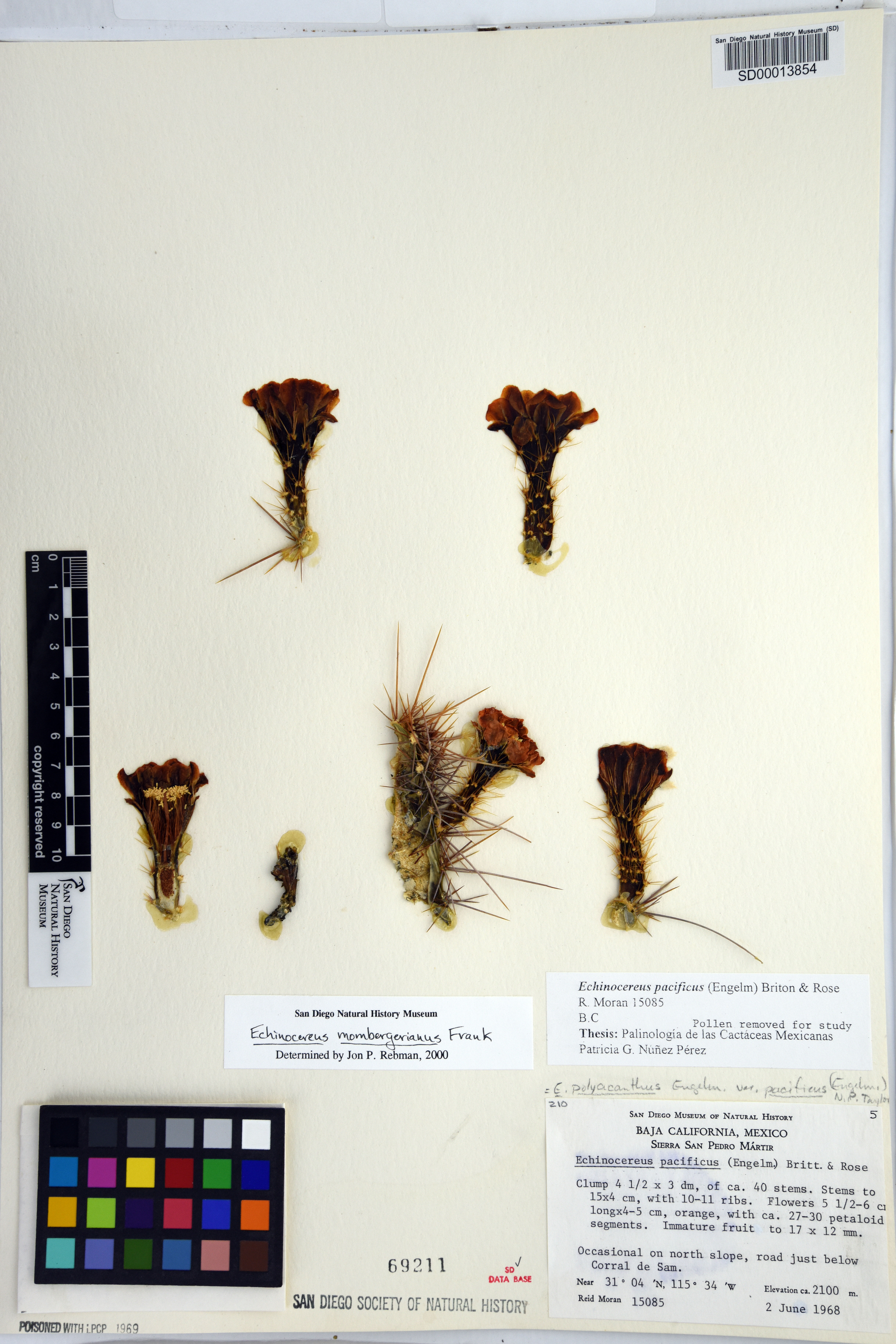 Echinocereus mombergerianus image