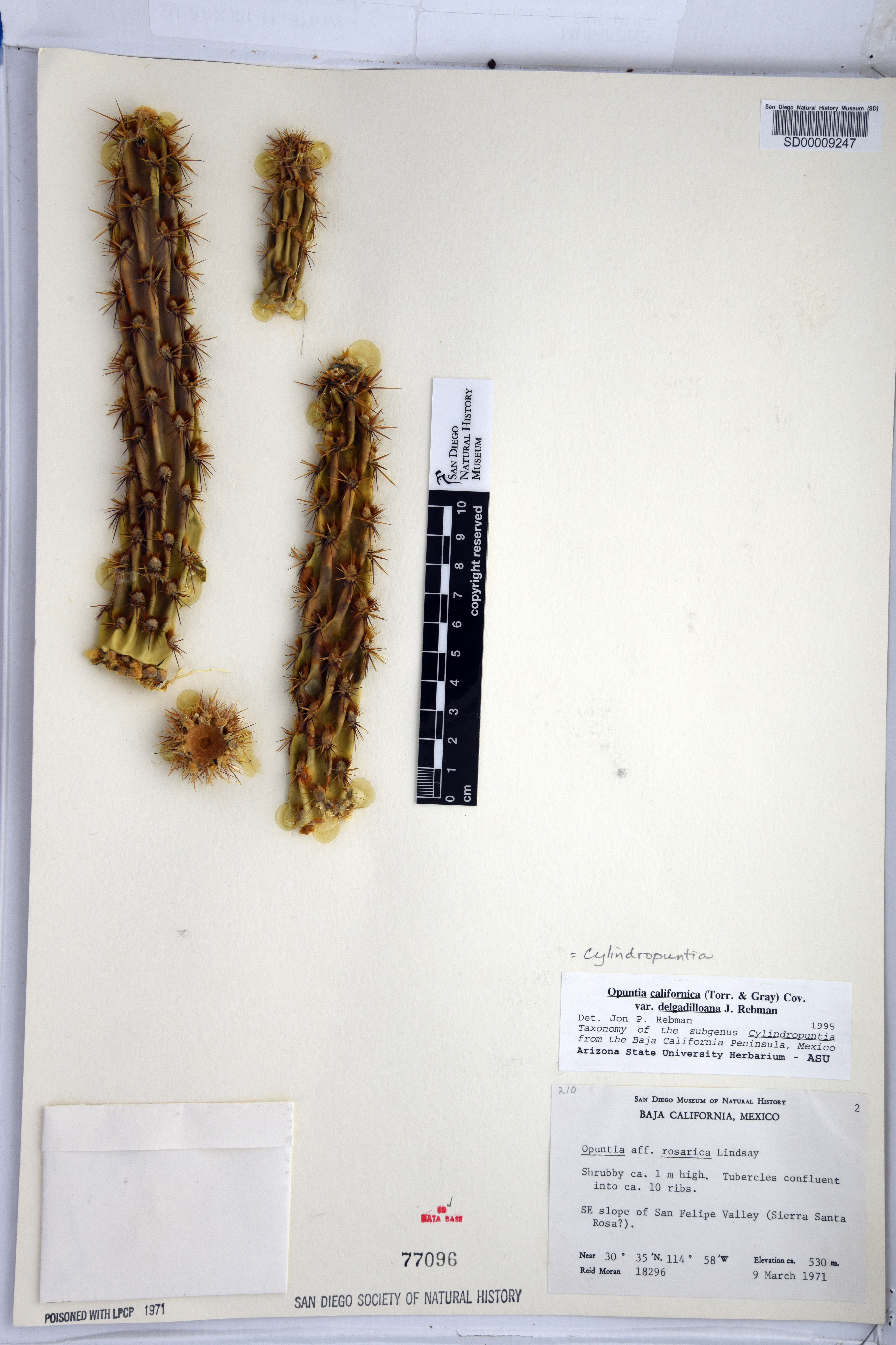 Cylindropuntia californica subsp. delgadilloana image