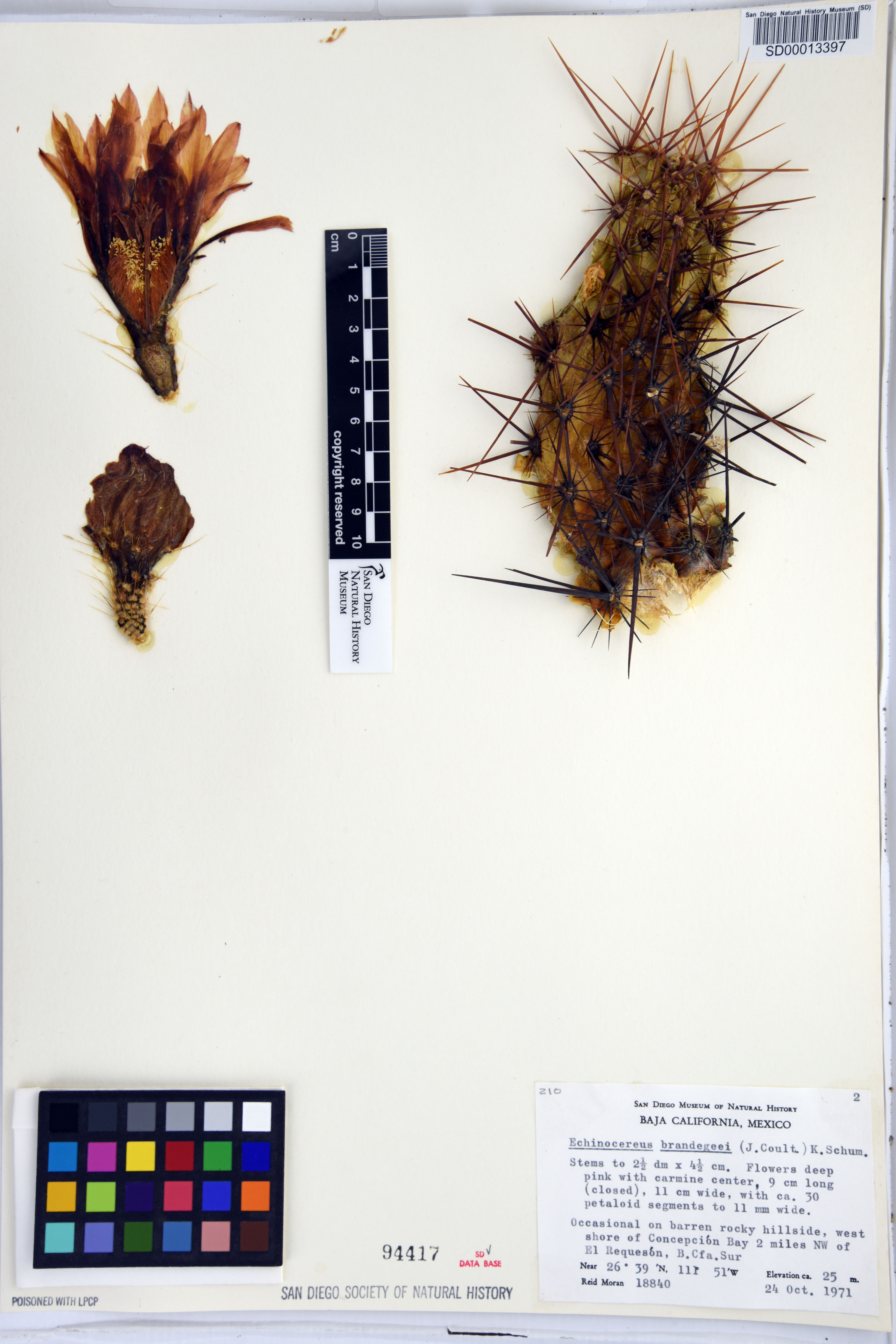 Echinocereus brandegeei image