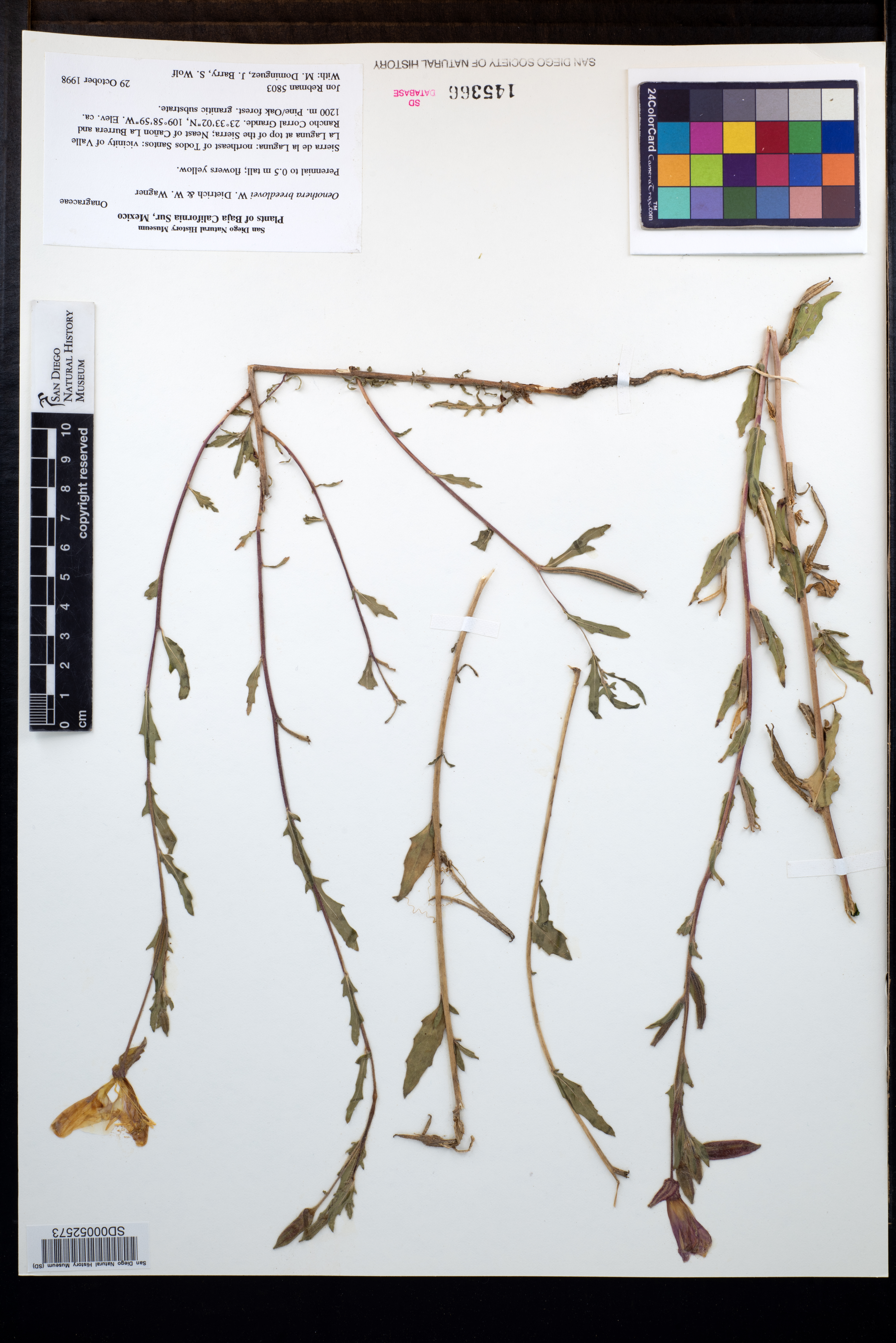 Oenothera breedlovei image