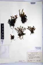 Myriopteris peninsularis subsp. insularis image