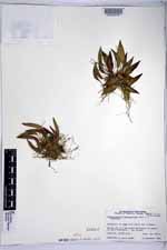 Acianthera unguicallosa image