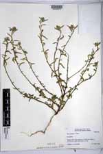 Sida salviifolia image