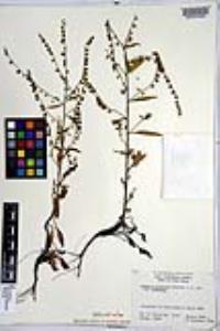 Hackelia pinetorum var. pinetorum image