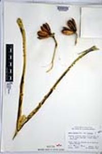 Agave cerulata subsp. cerulata image