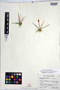 Echinocereus maritimus var. hancockii image