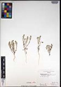 Lepidium lasiocarpum subsp. palmeri image