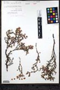 Harfordia macroptera var. fruticosa image
