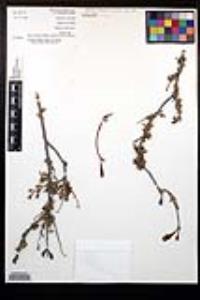Xylonagra arborea subsp. arborea image