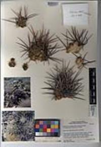 Echinocereus maritimus var. hancockii image