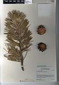 Pinus contorta var. murrayana image