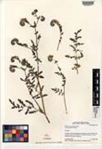 Phacelia ramosissima var. austrolitoralis image