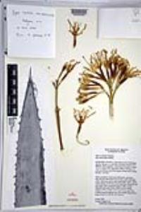 Agave cerulata subsp. subcerulata image