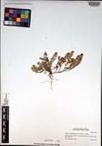 Lepidium oblongum var. insulare image