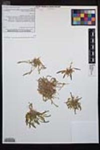 Camissoniopsis proavita image