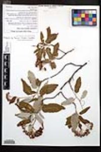 Vauquelinia californica subsp. californica image