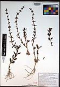 Stemodia durantifolia var. durantifolia image