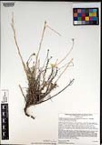 Xanthisma spinulosum var. gooddingii image