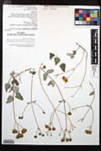 Bahiopsis chenopodina image