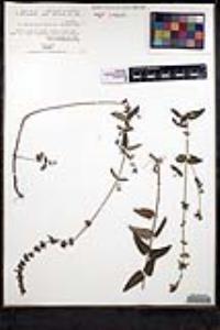 Salvia alamosana image