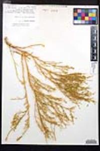 Fagonia palmeri image
