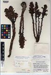 Orobanche cooperi subsp. latiloba image