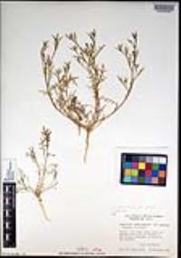 Lepidium lasiocarpum subsp. palmeri image