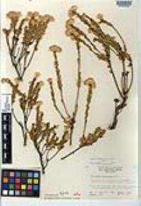 Ericameria juarezensis image