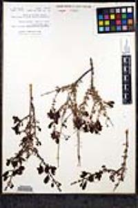 Keckiella antirrhinoides subsp. antirrhinoides image