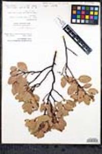 Arctostaphylos glandulosa subsp. adamsii image