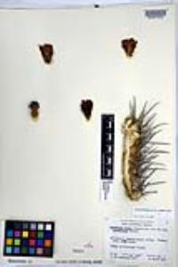 Ferocactus chrysacanthus image