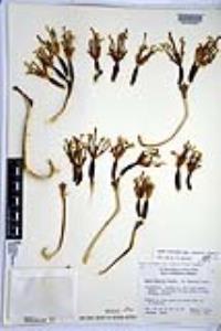 Agave cerulata subsp. nelsonii image