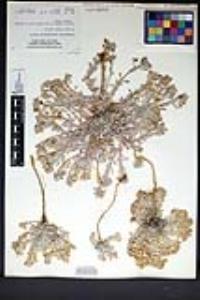 Physaria peninsularis image
