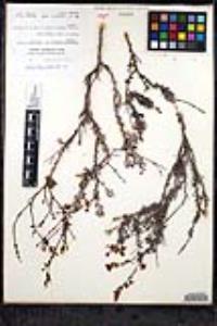 Eriogonum wrightii var. dentatum image