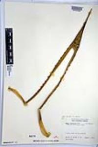 Agave cerulata subsp. nelsonii image