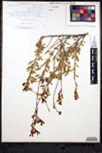 Salvia microphylla var. wislizenii image